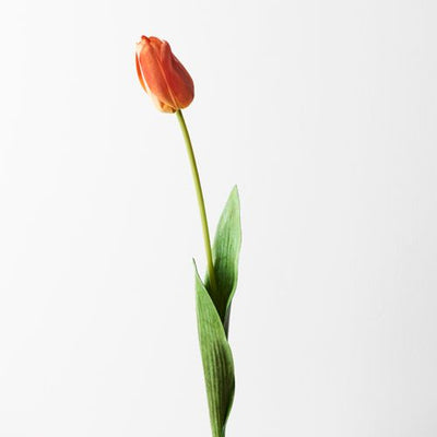 12 x Tulip