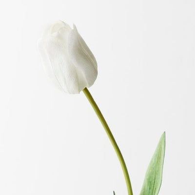 12 x Tulip