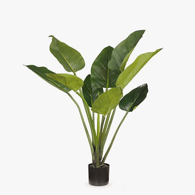 2 x Curcuma Leaf Plant