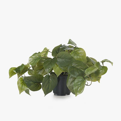 6 x Philodendron in Pot