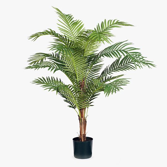 2 x Palm Kentia