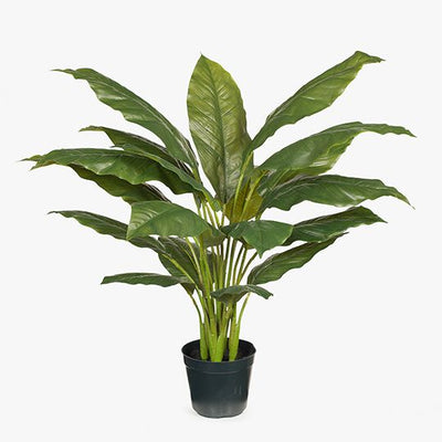 2 x Spathiphyllum Leaf Plant