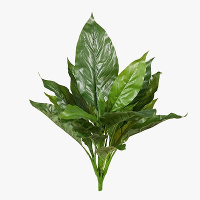 12 x Spathiphyllum Leaf Bush