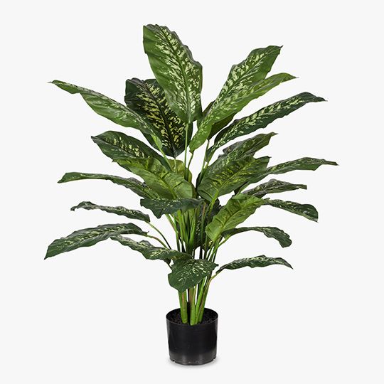 2 x Dieffenbachia Plant
