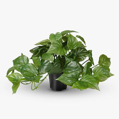 4 x Philodendron Hanging Bush in Pot
