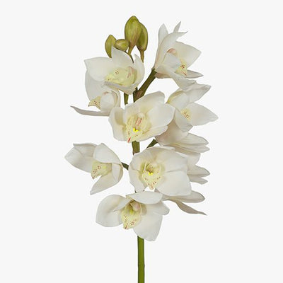 Orchid Cymbidium Pack of 6