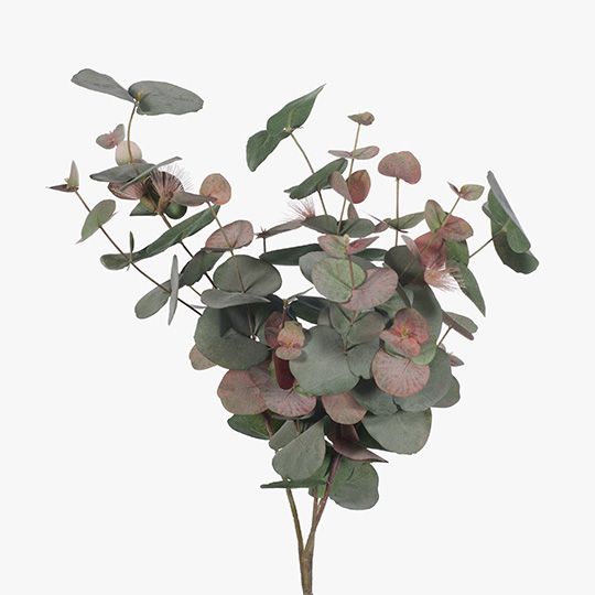 6 x Eucalyptus Flowering Spinning Gum Bush