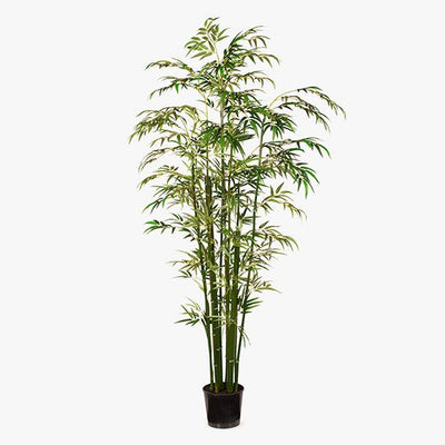 Bamboo Plant Pack of 2