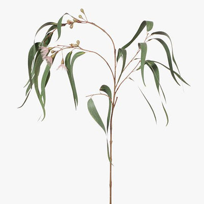 12 x Eucalyptus Flowering Long Leaf
