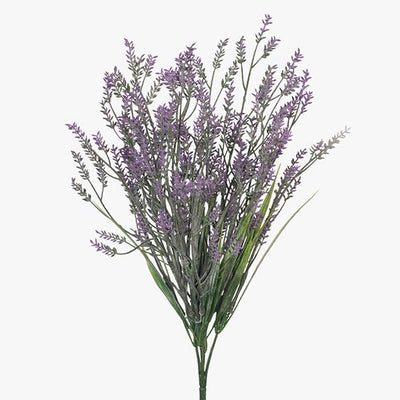 12 x Lavender Bush