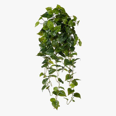 4 x Philodendron Hanging Bush