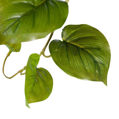 4 x Philodendron Hanging Bush