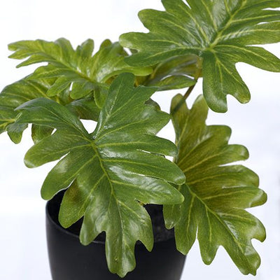 12 x Philodendron Selloum in Pot