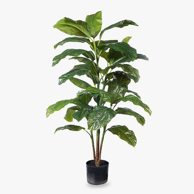 2 x Evergreen Plant