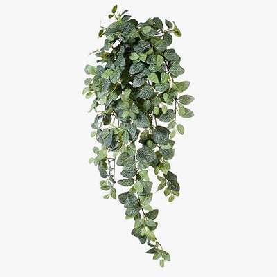6 x Fittonia Hanging Bush