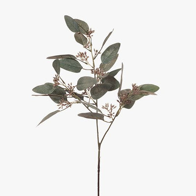 24 x Eucalyptus Leaf & Seed