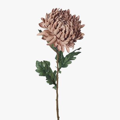 12 x Chrysanthemum