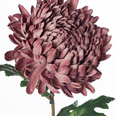 12 x Chrysanthemum