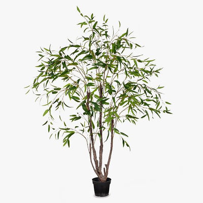 1 x Eucalyptus Tree