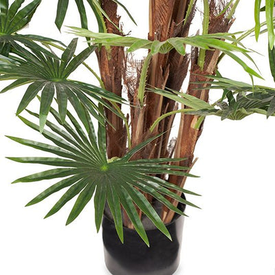 2 x Palm Fan Plant