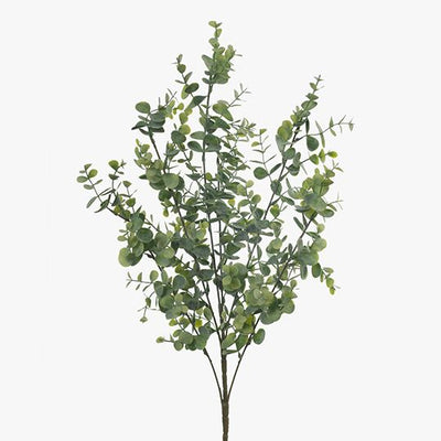 12 x Eucalyptus Bush