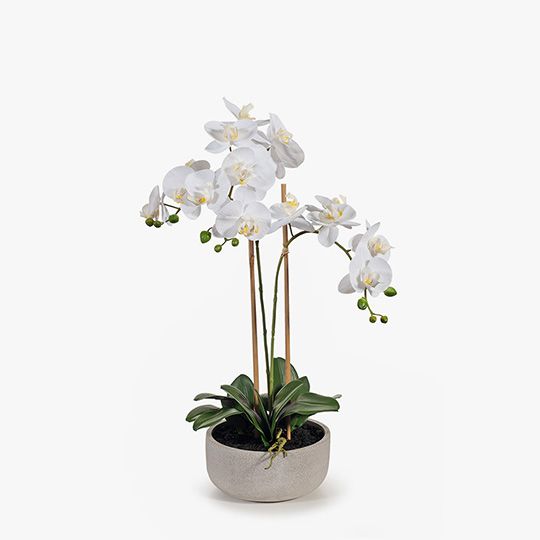 1 x Orchid Phalaenopsis in Bowl