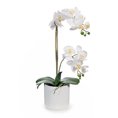 2 x Orchid Phalaenopsis in Pot