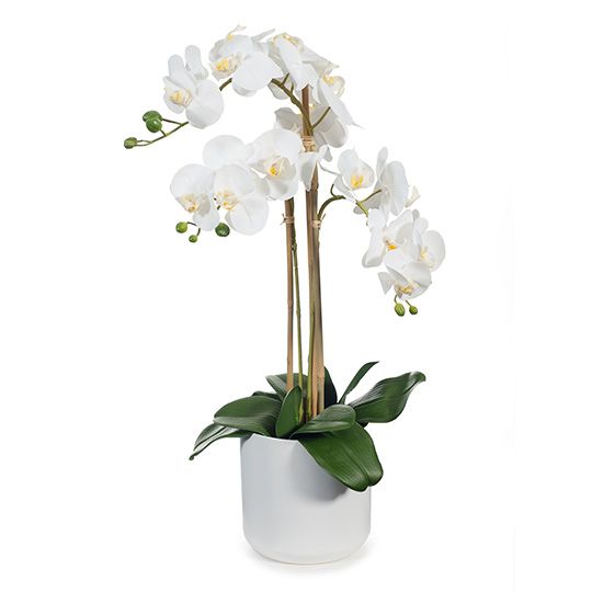2 x Orchid Phalaenopsis in Pot
