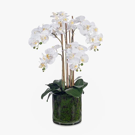 1 x Orchid Phalaenopsis in Vase