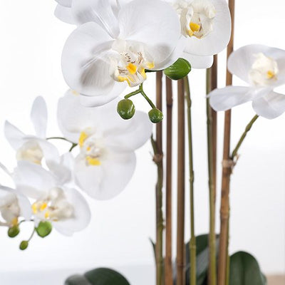 1 x Orchid Phalaenopsis in Vase
