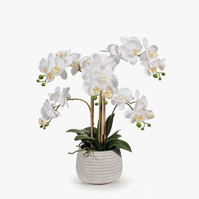 1 x Orchid Phalaenopsis in Pot