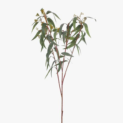 12 x Eucalyptus Leaf & Seed