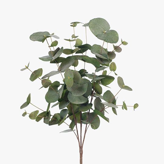 6 x Eucalyptus Silver Dollar Bush