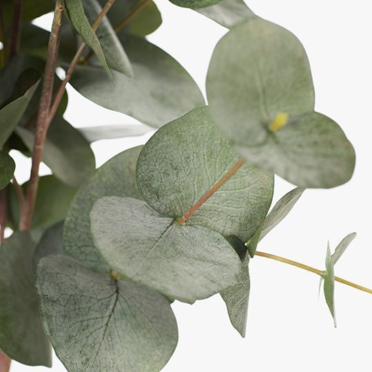6 x Eucalyptus Silver Dollar Bush