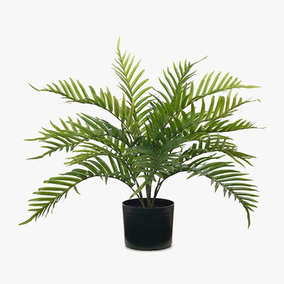 2 x Palm Areca Plant