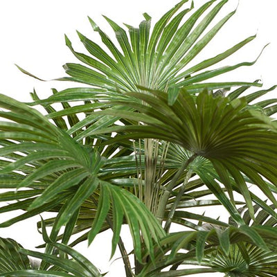 2 x Palm Fan Plant