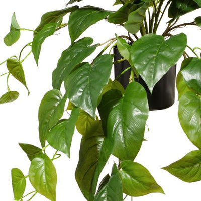 2 x Philodendron Hanging Bush in Pot