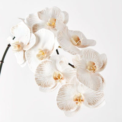 Orchid Phalaenopsis Infused x8 Pack of 12