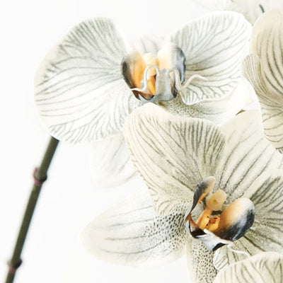 12 x Orchid Phalaenopsis Infused x6