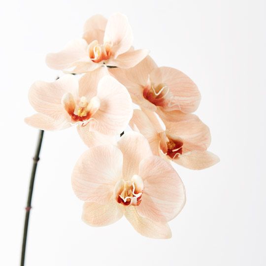 12 x Orchid Phalaenopsis Infused x6