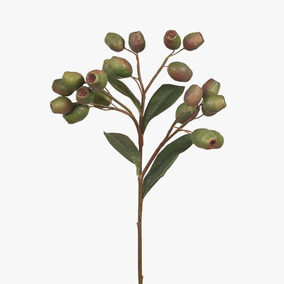 12 x Eucalyptus Gum Nut