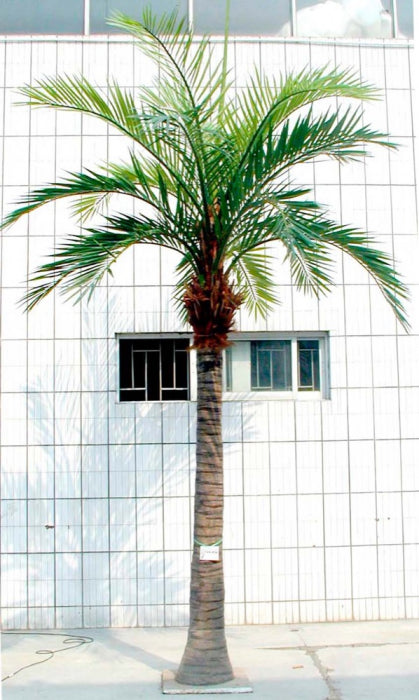 Artificial 5.5m Coconut Palm x19 w 1425 Lvs - House of Isabella AU